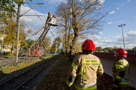 Konar spadł na trakcję. Tramwaje nie jeździły