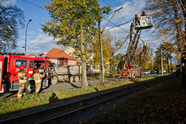 Konar spadł na trakcję. Tramwaje nie jeździły