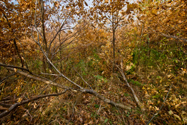 Las jak ogród (Do lasu z portElem, odc. 5)