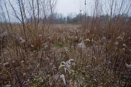 Nowy pomysł na basen przy Spacerowej