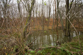 Dla leśnych roślin i zwierząt