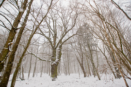 Co się stało ze świerkami? (Do lasu z portElem, odc. 6)