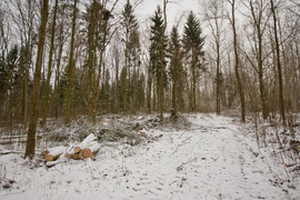 Co się stało ze świerkami? (Do lasu z portElem, odc. 6)