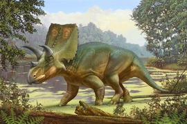 Odkrywca dinozaurów... z Elbląga zdjęcie nr 254087