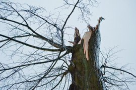 Drzewo spadło na dwie osoby zdjęcie nr 254312