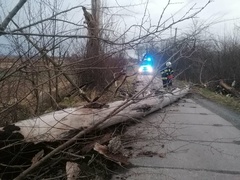 Silnie wiało w Elblągu i powiecie. Strażacy interweniowali kilkadziesiąt razy  (aktualizacja) 