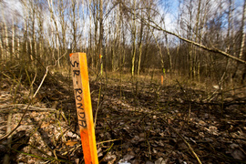 Masowe znakowanie drzew przy Wschodniej. Po co?