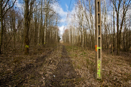 Masowe znakowanie drzew przy Wschodniej. Po co? Masowe znakowanie drzew przy Wschodniej. Po co?