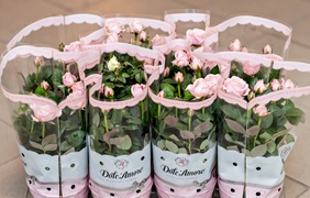 Dzień Kobiet z Kwiaciarnią Romantyczna