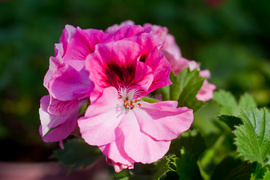 Otocz się pięknem kolorów i zapachów kwiatów