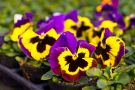 Otocz się pięknem kolorów i zapachów kwiatów zdjęcie nr 257212