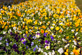 Otocz się pięknem kolorów i zapachów kwiatów zdjęcie nr 257218