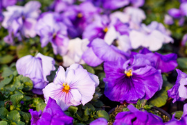 Otocz się pięknem kolorów i zapachów kwiatów zdjęcie nr 257213