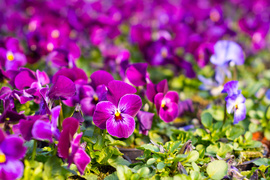 Otocz się pięknem kolorów i zapachów kwiatów zdjęcie nr 257216