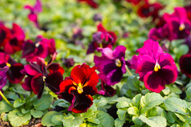 Otocz się pięknem kolorów i zapachów kwiatów zdjęcie nr 257219