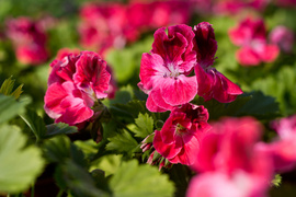 Otocz się pięknem kolorów i zapachów kwiatów zdjęcie nr 257202