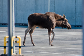Łoś na parkingu w CH Ogrody