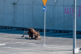 Łoś na parkingu w CH Ogrody