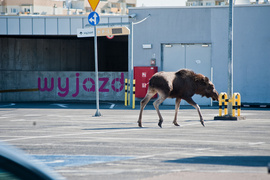 Łoś na parkingu w CH Ogrody