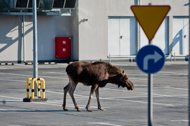 Łoś na parkingu w CH Ogrody