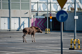 Łoś na parkingu w CH Ogrody