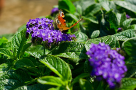 Jeszcze piękniejszy balkon i ogród Jeszcze piękniejszy balkon i ogród