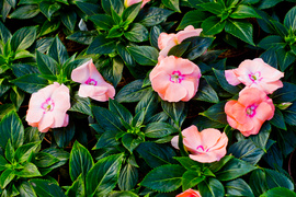 Jeszcze piękniejszy balkon i ogród Jeszcze piękniejszy balkon i ogród