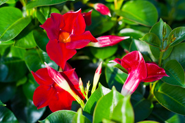 Jeszcze piękniejszy balkon i ogród