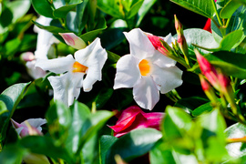 Jeszcze piękniejszy balkon i ogród