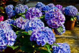 Jeszcze piękniejszy balkon i ogród