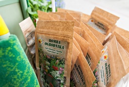 \"Tramwaj zielony przez ulice mego miasta mknie...\"