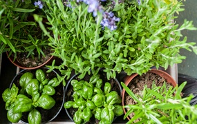 \"Tramwaj zielony przez ulice mego miasta mknie...\"