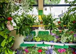 \"Tramwaj zielony przez ulice mego miasta mknie...\"