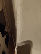 \"Grzyb w mieszkaniu zabija moje dziecko\"