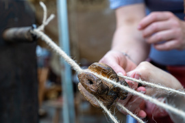Dni Jakubowe w Tolkmicku