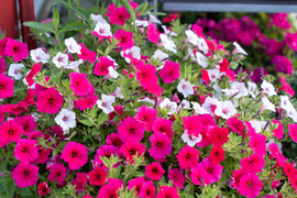 Nowy ogród na jesień