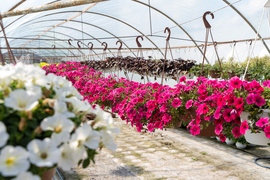 Nowy ogród na jesień