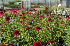 Nowy ogród na jesień