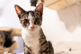 Adoptuj kota, zyskaj przyjaciela!