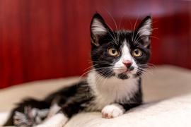 Adoptuj kota, zyskaj przyjaciela!