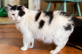 Adoptuj kota, zyskaj przyjaciela!