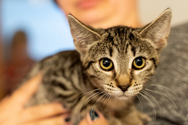 Adoptuj kota, zyskaj przyjaciela!