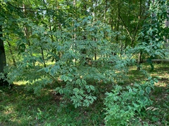 Leśne Arboretum Warmii i Mazur  (Na spacer z portEl.pl, odc. 17) 