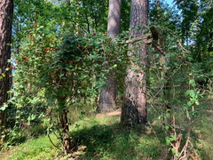 Leśne Arboretum Warmii i Mazur  (Na spacer z portEl.pl, odc. 17) 