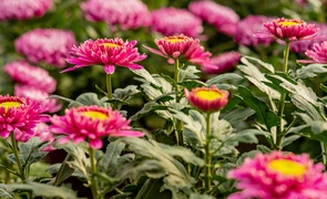 To kwiaty idealne, by uczcić pamięć naszych bliskich To kwiaty idealne, by uczcić pamięć naszych bliskich