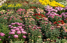 To kwiaty idealne, by uczcić pamięć naszych bliskich