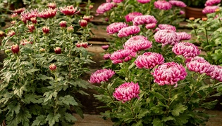 To kwiaty idealne, by uczcić pamięć naszych bliskich