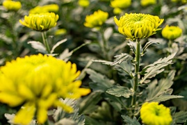 To kwiaty idealne, by uczcić pamięć naszych bliskich