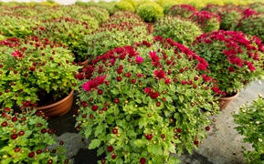 To kwiaty idealne, by uczcić pamięć naszych bliskich