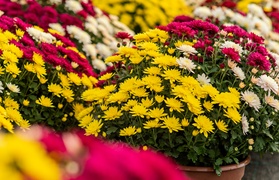 To kwiaty idealne, by uczcić pamięć naszych bliskich To kwiaty idealne, by uczcić pamięć naszych bliskich